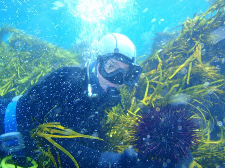 Reiner diving for Sea Urchin