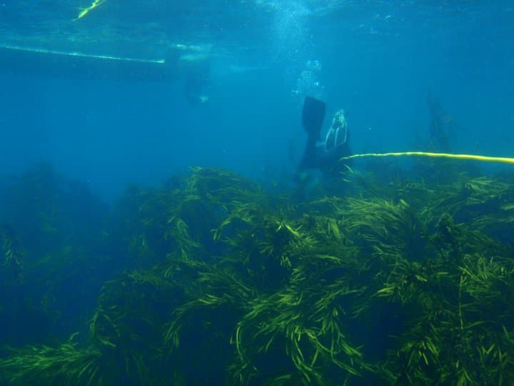 Diver harvesting among seaweed on the reef